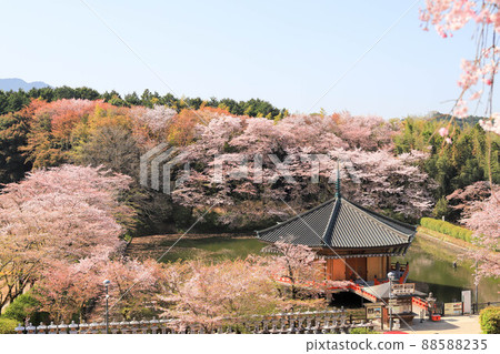 Cherry blossoms of Abe literature institute Cherry blossoms of Abe literature institute 88588235