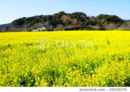 Shimogamo, Minamiizu Town, rape blossoms along the Aono River 88588240