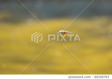 I found a prey! Kingfisher flight I found a prey! Kingfisher flight 88588765
