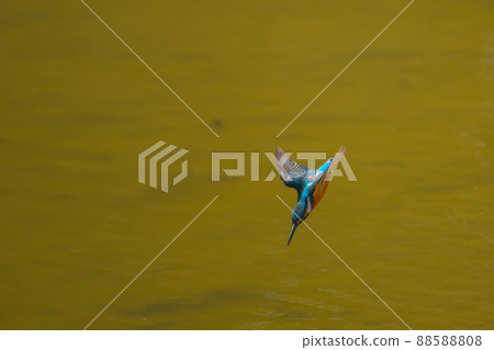 I found a prey! Kingfisher flight 88588808