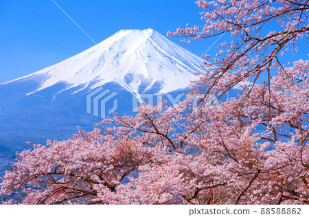 20220410 富士吉田市富士見幸德公園的櫻花和富士山 88588862