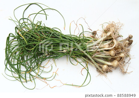 貴族02 貴族02 88588949