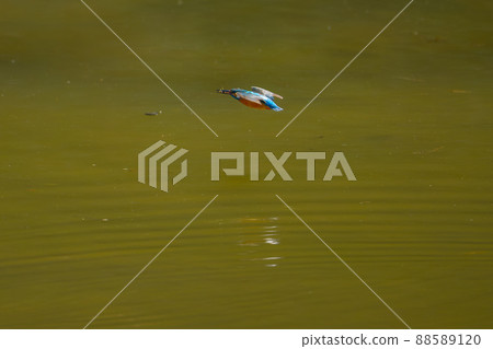Flying kingfisher with prey Flying kingfisher with prey 88589120