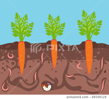 Vegetables growing in the ground. Carrots in bed underground. Worms are pests of plants in garden. Harvest and gardening theme. Vector illustration. Vegetables growing in the ground. Carrots in bed underground. Worms are pests of plants in garden. Harvest and gardening theme. Vector illustration. 88589128