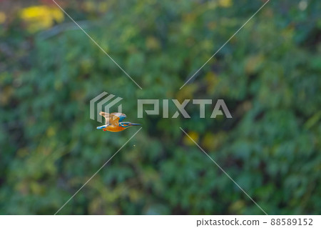 Flight of kingfisher 88589152