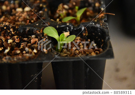 Echinacea germination Echinacea germination 88589311