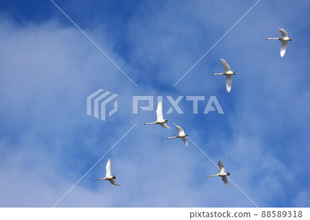 Swans and blue sky passing overhead 88589318