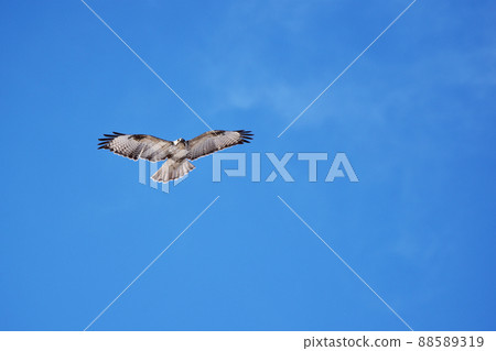 Buzzard flapping in the blue sky Buzzard flapping in the blue sky 88589319