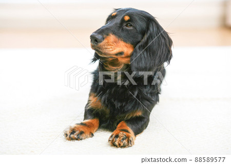 Carefully raised miniature dachshund 88589577
