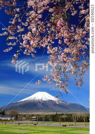 山中湖花之宮公園的春天(垂枝櫻花) 山中湖花之宮公園的春天(垂枝櫻花) 88590023