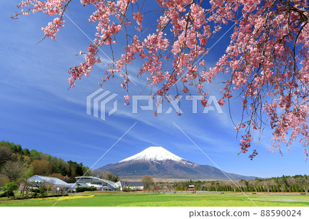 山中湖花之宮公園的春天(垂枝櫻花) 山中湖花之宮公園的春天(垂枝櫻花) 88590024