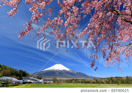 山中湖花之宮公園的春天（垂枝櫻花） 88590025