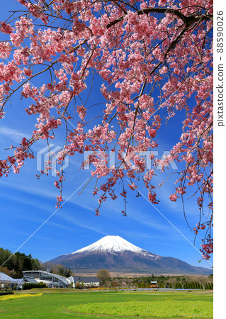 山中湖花之宮公園的春天(垂枝櫻花) 山中湖花之宮公園的春天(垂枝櫻花) 88590026
