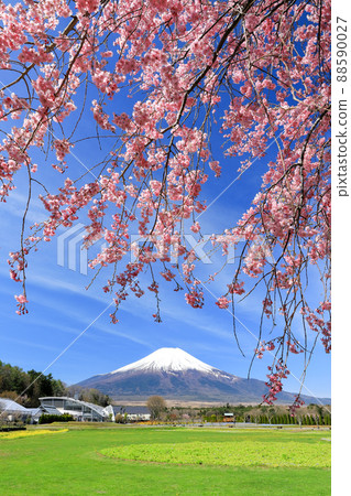 山中湖花之宮公園的春天(垂枝櫻花) 山中湖花之宮公園的春天(垂枝櫻花) 88590027