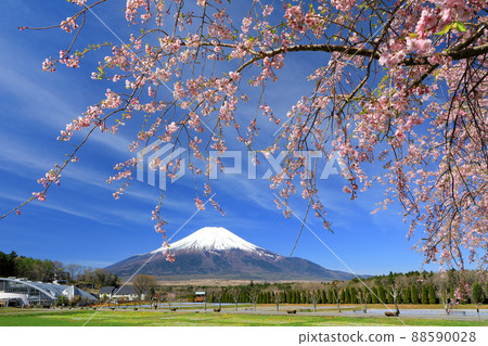 山中湖花之宮公園的春天（垂枝櫻花） 88590028