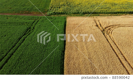 Aerial drone view border between yellow wheat field and green agricultural field Aerial drone view border between yellow wheat field and green agricultural field 88590042