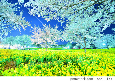 Night cherry blossoms: Senbonzakura on the south side of Akagi (Gunma Prefecture) Night cherry blossoms: Senbonzakura on the south side of Akagi (Gunma Prefecture) 88590133