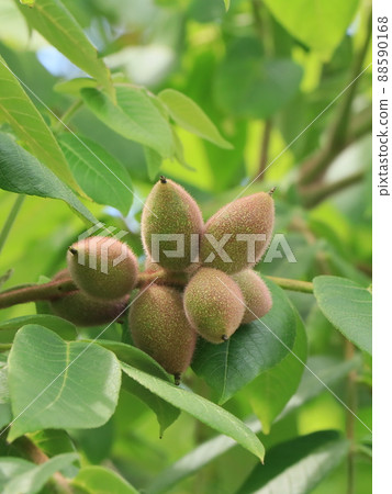 Onigurumi的果實（Yamagurumi） 88590168