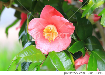 Nishiki fish camellia with three leaf tips Nishiki fish camellia with three leaf tips 88590396