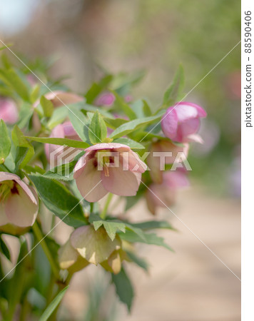 Christmas rose 88590406