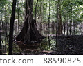 亞馬遜的叢林 88590825