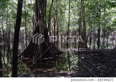 亞馬遜的叢林 88590825
