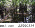 亞馬遜的叢林 88590826