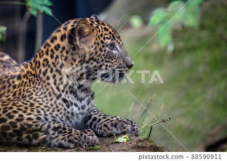 Young Sri lankan leopard, Panthera pardus kotiya Young Sri lankan leopard, Panthera pardus kotiya 88590911