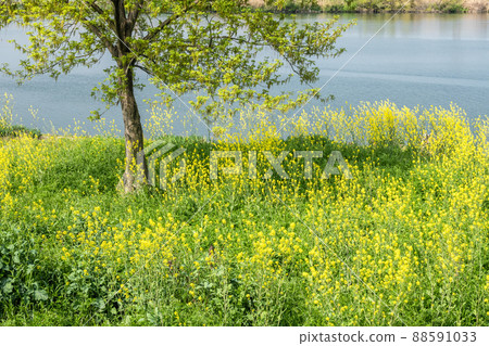 The riverbank of the Yodo River where Nanohana blooms 88591033