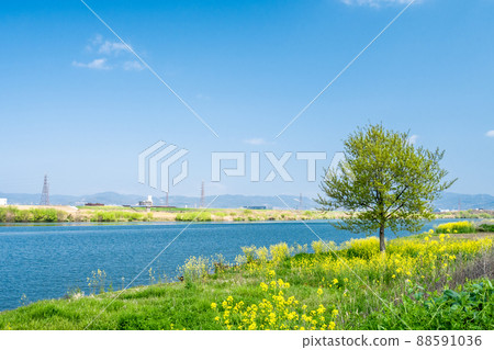 油菜花盛開的淀川河岸 88591036