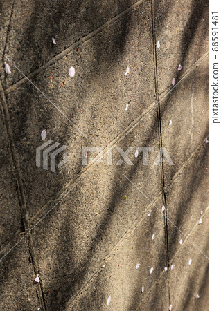 櫻花和混凝土 櫻花和混凝土 88591481