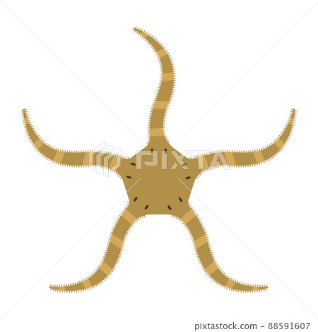 Brittle star illustration - Stock Illustration [88591607] - PIXTA