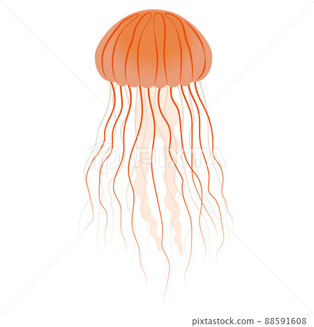 紅色水母的插圖 紅色水母的插圖 88591608