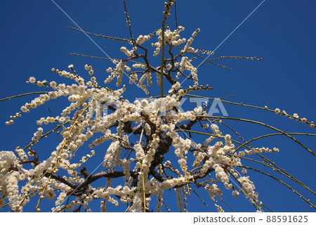 Blue sky weeping plum white Blue sky weeping plum white 88591625