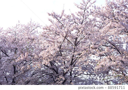 Yunjung-ro_The Passion of an Old Tree Meets at Yeouiseo-ro Spring Cherry Blossoms 88591711