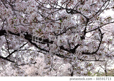 雲中路_汝矣西路春櫻遇古樹情 雲中路_汝矣西路春櫻遇古樹情 88591713