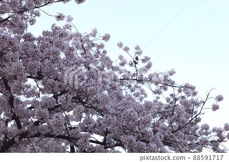 Yunjung-ro_The Passion of an Old Tree Meets at Yeouiseo-ro Spring Cherry Blossoms 88591717