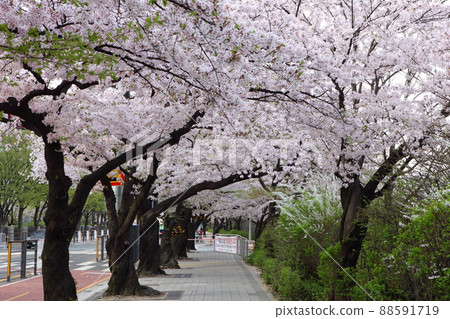 雲中路_汝矣西路春櫻遇古樹情 雲中路_汝矣西路春櫻遇古樹情 88591719
