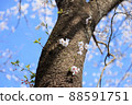 Sakuragi 88591751