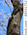 Cherry tree  88591752