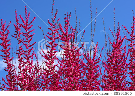 Red plum blossom red plum blossom blue sky 88591800