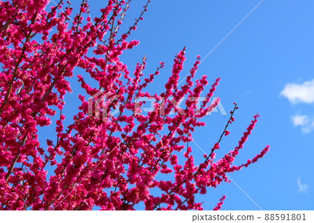 Red plum blossom red plum blossom blue sky 88591801