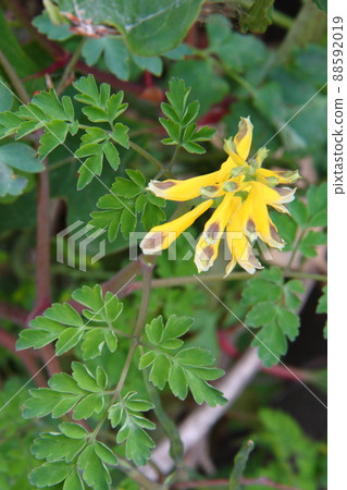 基克曼 04 基克曼 04 88592019