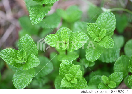 Spring apple mint 88592035