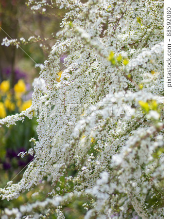Yukiyanagi Garden Yukiyanagi Garden 88592080