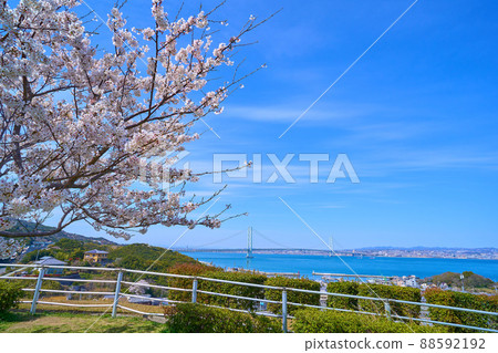 See the Akashi Kaikyo Bridge over Honshu and Awaji Island in Hyogo Prefecture with cherry blossoms See the Akashi Kaikyo Bridge over Honshu and Awaji Island in Hyogo Prefecture with cherry blossoms 88592192