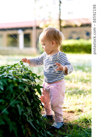 Little child stands near a green ivy bush 88592198