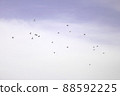 一群野鳥在天上飛 88592225