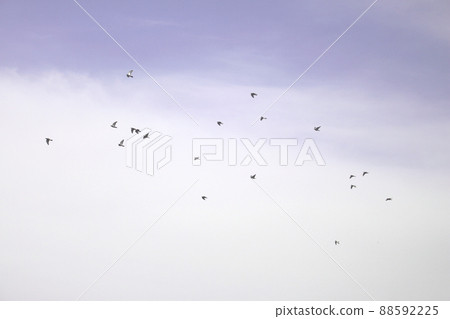 A flock of wild birds flying in the sky A flock of wild birds flying in the sky 88592225