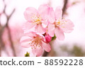 春天盛開的櫻花 88592228